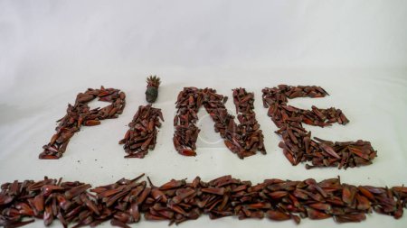 Pine cones and pine nuts in grains and the closed fruit as well