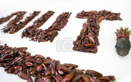 Photo for Pine cones and pine nuts in grains and the closed fruit as well - Royalty Free Image