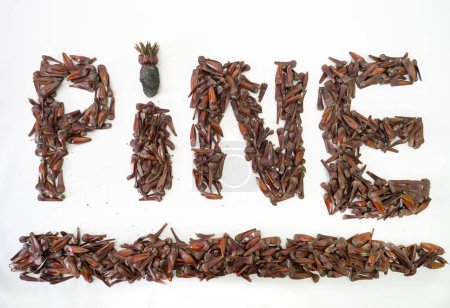 Pine cones and pine nuts in grains and the closed fruit as well
