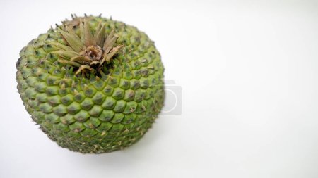 Edible pine cone seed harvested in Brazil