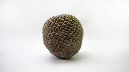 Edible pine cone seed harvested in Brazil