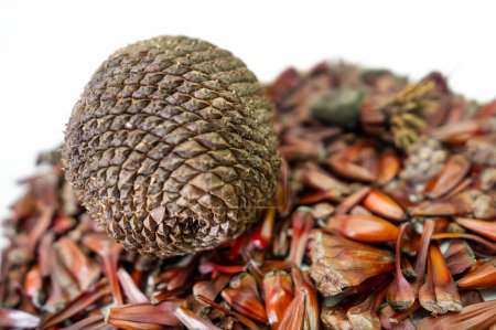 Photo for Pine cones and pine nuts in grains and the closed fruit as well - Royalty Free Image