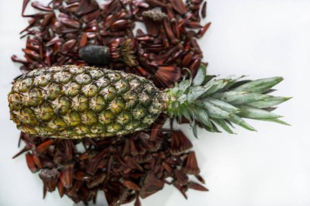 Photo for Pine cones, pine nuts in grains and Pineapple the closed fruit as well - Royalty Free Image