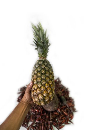 Photo for Pine cones, pine nuts in grains and Pineapple the closed fruit as well - Royalty Free Image