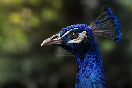 Closeup of a Peacock's Head