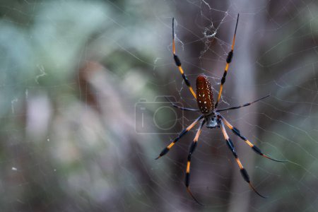 Gran araña orbe-tejedora de seda dorada esperando a su presa
