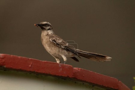 One singular brown long-tailed mockingbird with yellow insect food in its beak standing still on a brick surface