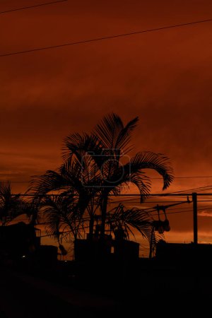 Black Palm sillouette with a bright and vibrant dark orange background