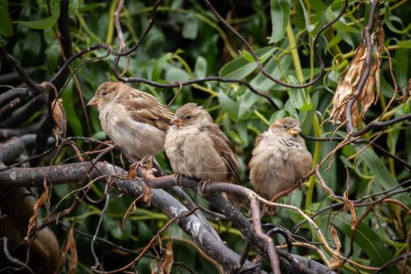 Three Sparrows standing on a tree branch