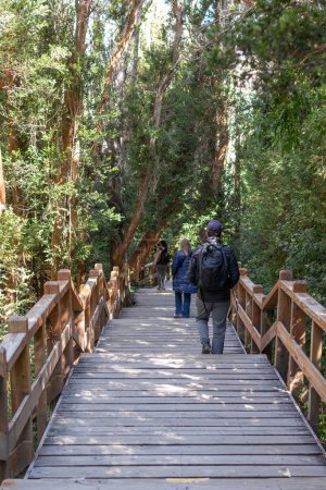 Foto de Foto vertical por detrás de turistas caminando a través de una estrecha escalera rodeada por un bosque lleno de grandes árboles verdes en Bosque los Arrayanes, Argentina - Imagen libre de derechos