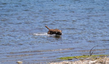 Foto dinámica de un perro marrón sacudiendo el agua de sí mismo mientras está de pie en medio del agua cerca de la orilla