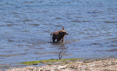 Dynamic photo of a brown dog shaking water off itself while standing in the middle of water near the shore