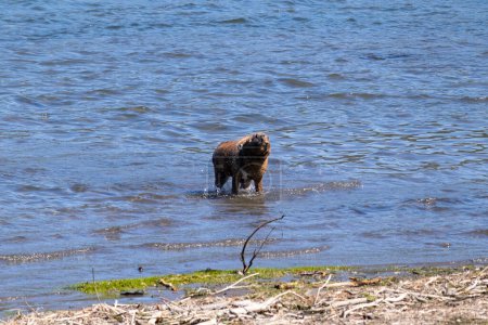 Foto dinámica de un perro marrón sacudiendo el agua de sí mismo mientras está de pie en medio del agua cerca de la orilla