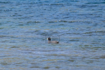 Vista horizontal de la solitaria y aislada Coot (Fulica armillata) nadando tranquilamente sobre el gran agua del lago