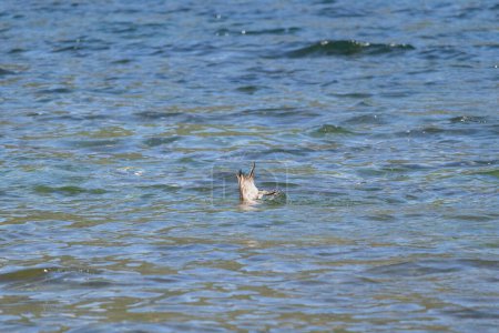 Un pajarito aventurero bucea y caza pesca en el agua