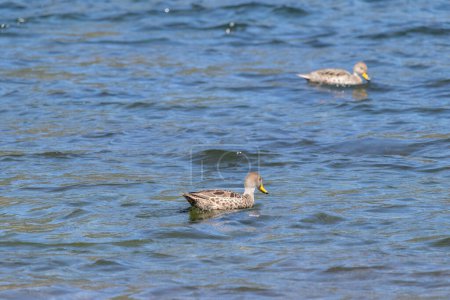Vista trasera de Anas georgica flotando tranquilamente y nadando en el agua del lago