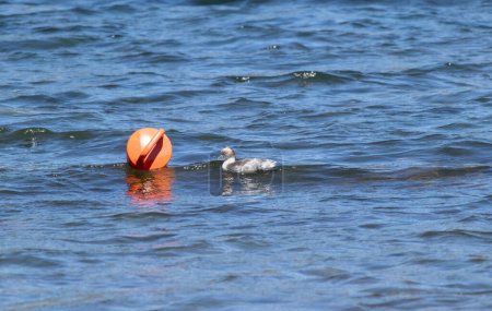 Imagen horizontal de Podiceps occipitalis aislado flotando en aguas tranquilas cerca de una boya naranja