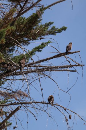 Vertical bottom view of raptor birds posing on dry tree branches looking into the distance