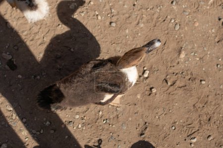 Braune Ente steht auf einem unbefestigten Untergrund