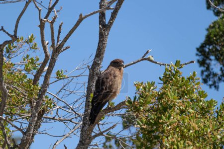 Vertical bottom view of Raptor Chimango Caracara (Daptrius chimango) bird posing on tree branches looking into the distance