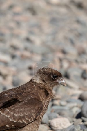 Vertical portrait of Chimango Caracara (Daptrius chimango) bird walking and looking for food on rocky ground shore