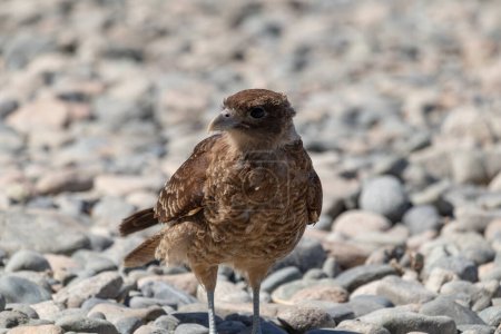 Horizontal portrait of Chimango Caracara (Daptrius chimango) bird walking and looking for food on rocky ground shore