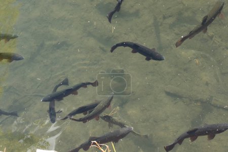 Viele Forellenfische schwimmen gemeinsam im Sumpfwasser