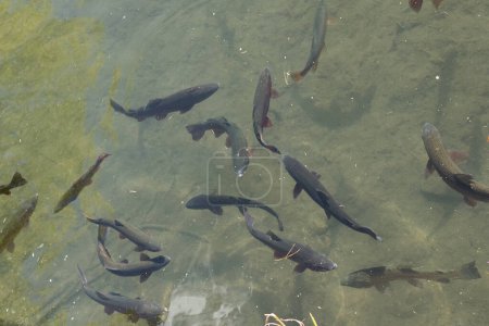 Viele Forellenfische schwimmen gemeinsam im Sumpfwasser