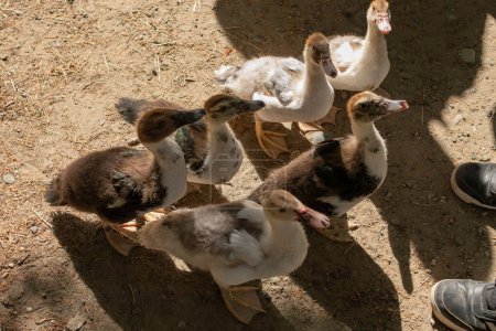 Foto de Muchos patos blancos y marrones caminando en un suelo de tierra - Imagen libre de derechos