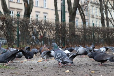Photo for A flock of pigeons from which one pigeon stands out and is in focus - Royalty Free Image