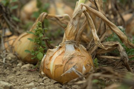Farm fresh onions in the garden with dirt and close up macro perspective. High quality photo