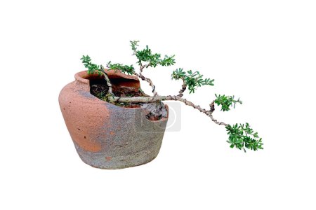 Linh sam, a small bonsai tree in a broken clay pot