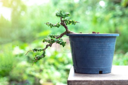 linh sam small leaf bonsai tree in plastic pot.