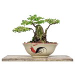 Phyllodium pulchellum in ceramic pots used to create bonsai.