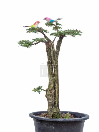 Phyllodium pulchellum in pot used to create bonsai.with colorful artificial birds