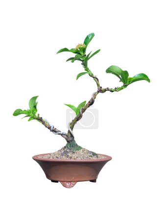 Petite Ixora rose dans un pot en terre cuite dans le processus de bonsaï