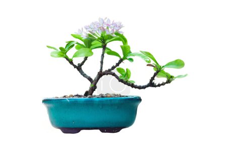 Small pink Ixora in ceramic pot In process bonsai