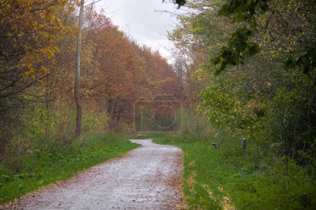 Bike road through the autumn forest 