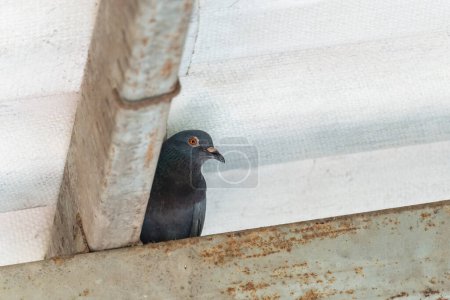 Téléchargez les photos : Young pigeon perched hiding on steel beam of the house. Local bird carrier disease Cryptococcus neoformans - en image libre de droit