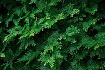 Moody tropical green fern leaves growing in ornamental garden
