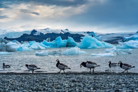 Téléchargez les photos : Oies de Barnacle marchant dans une rangée avec iceberg flottant dans la lagune du glacier Jokulsarlon au parc national Vatnajokull, Islande - en image libre de droit
