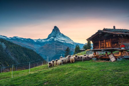 Photo for Beautiful landscape of sunset over Matterhorn iconic mountain, Swiss alps with flock of Valais blacknose sheep in stallation and wooden hut on hill at Zermatt, Switzerland - Royalty Free Image