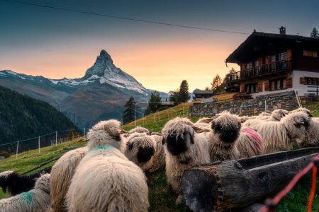 Photo for Beautiful view of Valais blacknose sheep in stable and wooden cottage on hill with Matterhorn mountain of Swiss alps in the sunset at Zermatt, Switzerland - Royalty Free Image