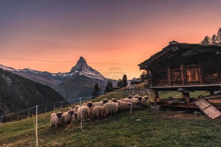 Photo for Beautiful view of Matterhorn mountain with Valais blacknose sheep on hill in rural scene, Swiss Alps in the sunset at Findeln, Switzerland - Royalty Free Image