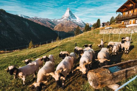 Beautiful view of Matterhorn mountain with Valais blacknose sheep on hill in rural scene during daylight at Findeln, Switzerland