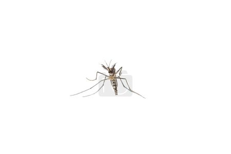 Foto de Aedes mosquitos, casa común mosquito mentira en su espalda. Aislado sobre fondo blanco - Imagen libre de derechos