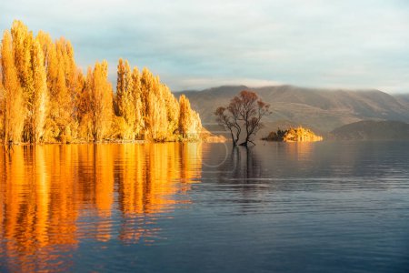 Photo for Beautiful sunrise glowing on golden leaves of Wanaka tree or Willow tree with autumn forest at Lake Wanaka, New Zealand - Royalty Free Image