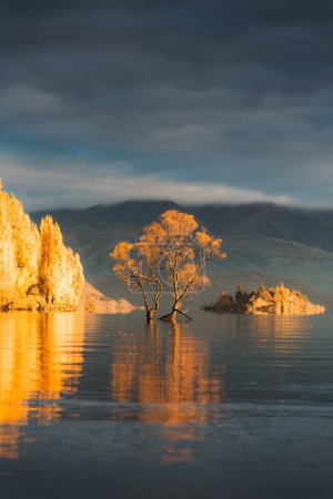 Photo for Beautiful sunrise glowing on golden leaves of Wanaka tree or Willow tree with autumn forest at Lake Wanaka, New Zealand - Royalty Free Image