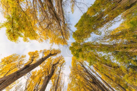 Photo for Look up of vibrant color yellow leaves of pine tree in autumn forest at New Zealand - Royalty Free Image