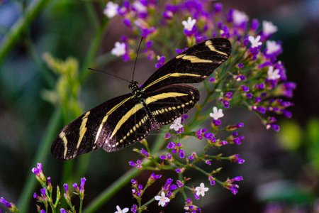 Black and Yellow Butterfly on Purple Flowers
